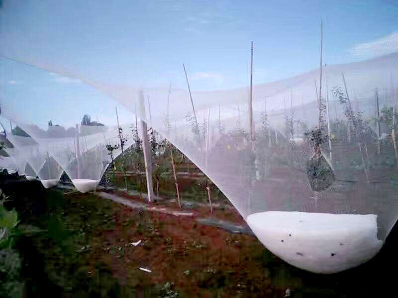 一张防雹网就可避免冰雹带来的损失