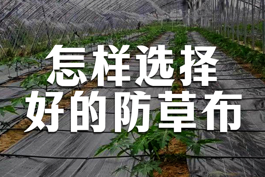 防草布质量参差不齐，选择时要认真