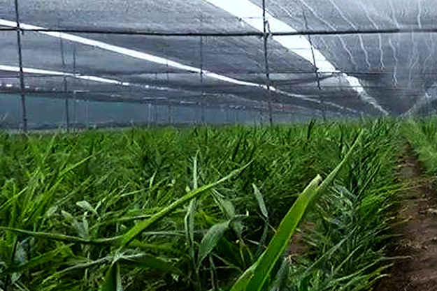 大姜种植该如何选择遮阳网