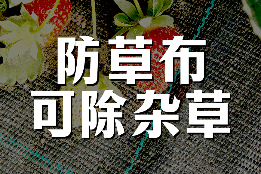 使用防草布杂草不生长
